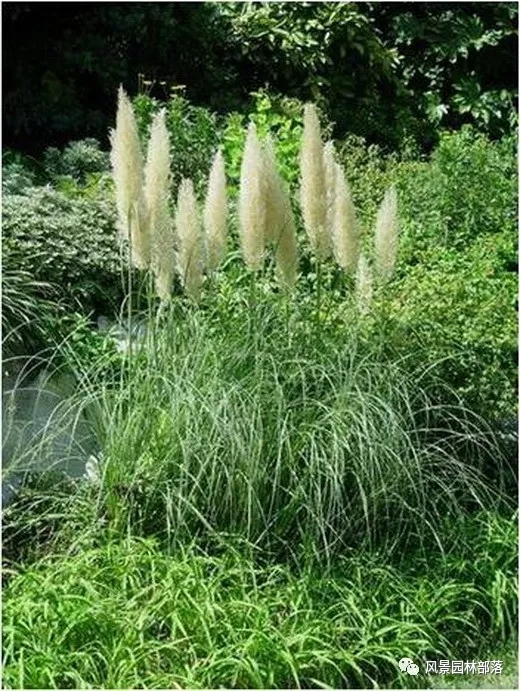 巧妙識別23種景觀設(shè)計常用觀賞草