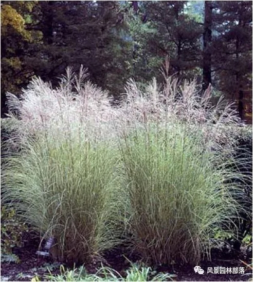 巧妙識別23種景觀設計常用觀賞草