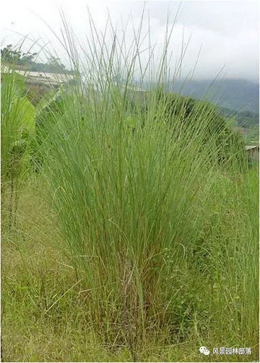 巧妙識別23種景觀設計常用觀賞草