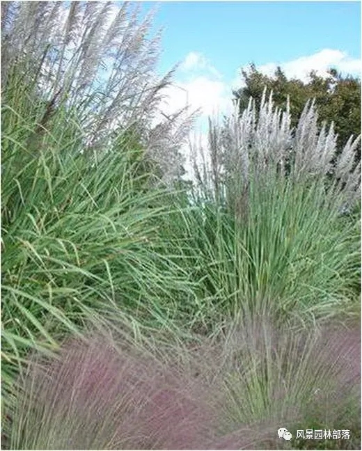 巧妙識(shí)別23種景觀設(shè)計(jì)常用觀賞草