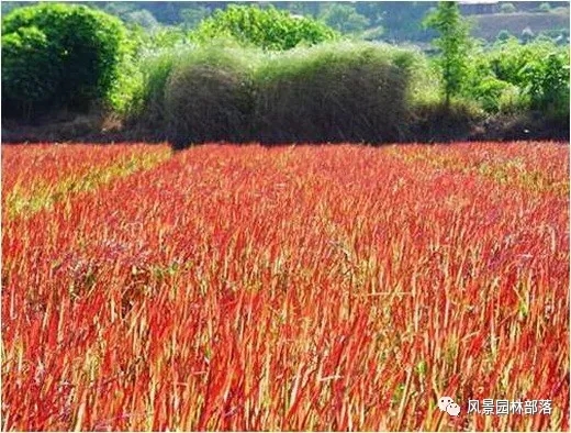 巧妙識(shí)別23種景觀設(shè)計(jì)常用觀賞草