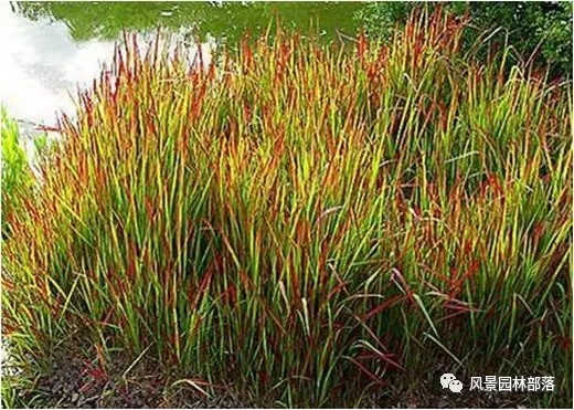 巧妙識(shí)別23種景觀設(shè)計(jì)常用觀賞草