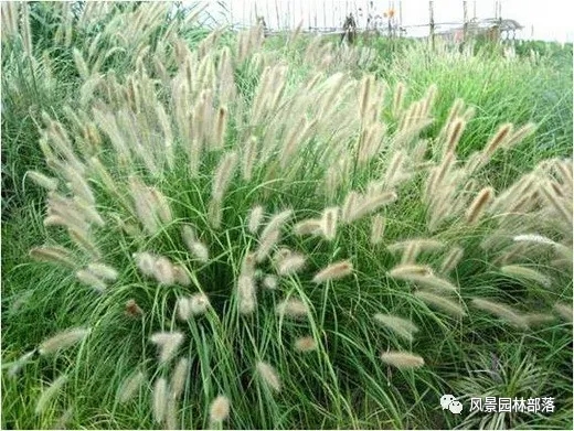 巧妙識(shí)別23種景觀設(shè)計(jì)常用觀賞草