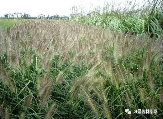 巧妙識(shí)別23種景觀設(shè)計(jì)常用觀賞草