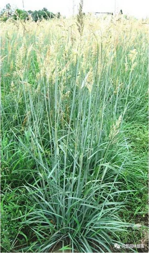 巧妙識(shí)別23種景觀設(shè)計(jì)常用觀賞草