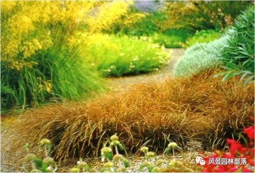 巧妙識(shí)別23種景觀設(shè)計(jì)常用觀賞草