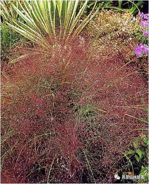 巧妙識(shí)別23種景觀設(shè)計(jì)常用觀賞草