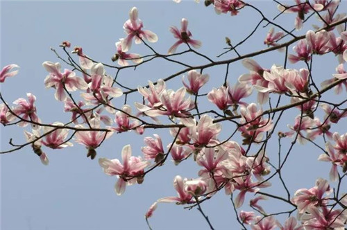 珍稀瀕危植物的多樣性與保護(hù)