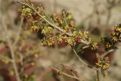 珍稀瀕危植物的多樣性與保護(hù)