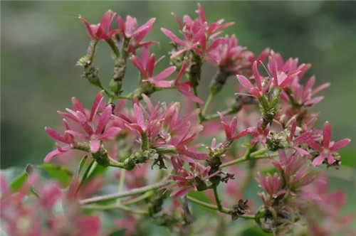 珍稀瀕危植物的多樣性與保護(hù)
