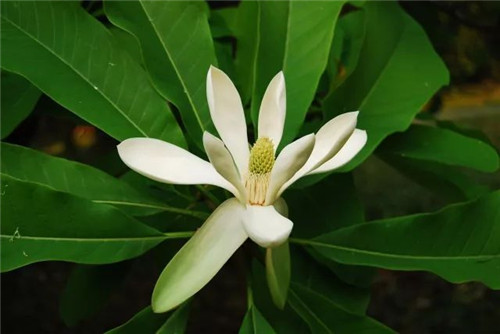 珍稀瀕危植物的多樣性與保護(hù)