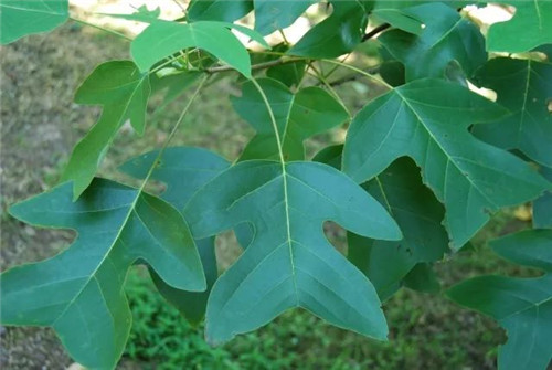 珍稀瀕危植物的多樣性與保護(hù)