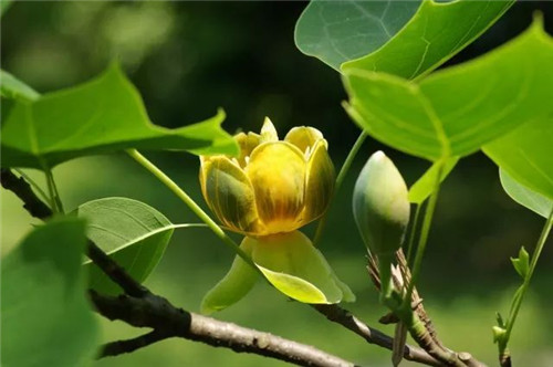 珍稀瀕危植物的多樣性與保護(hù)