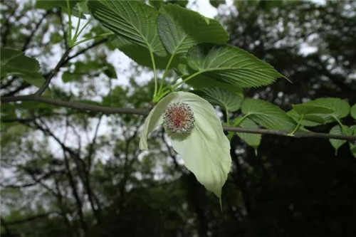 珍稀瀕危植物的多樣性與保護(hù)