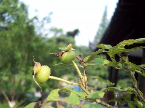 珍稀瀕危植物的多樣性與保護(hù)