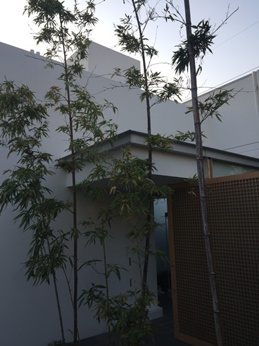 對話佐佐木葉二大師：展現看不見的自然