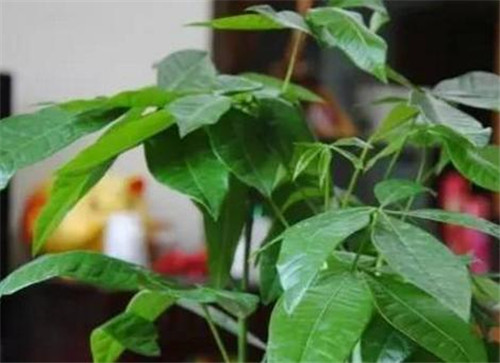 4種常見花卉施肥方法讓你養(yǎng)出美麗的花朵