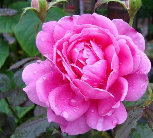 4種常見花卉施肥方法讓你養(yǎng)出美麗的花朵