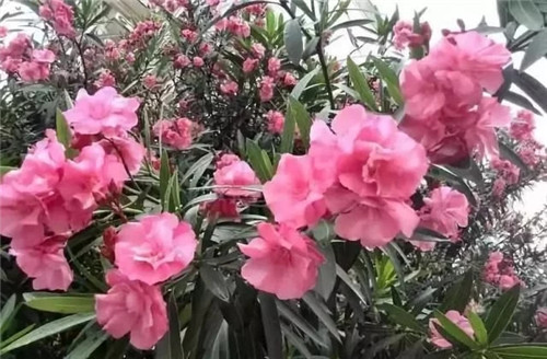 全世界最毒花卉植物都在這里了