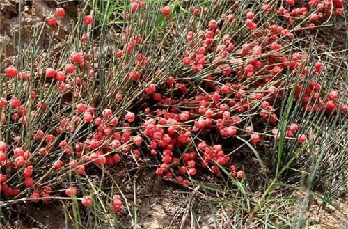 生長在農村的這種野生植物藥用價值很高
