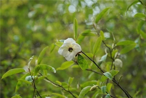 云南發現珍貴新樹種被衛星看護