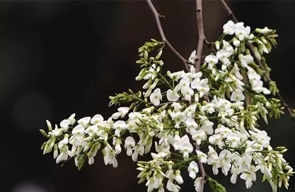 優良經濟樹種黃檀的栽培技術