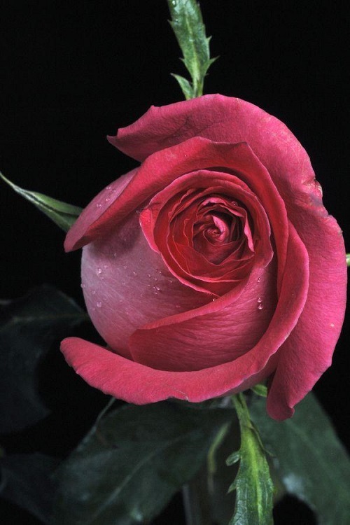 插花入門篇｜小白選手從認識常見花材開始