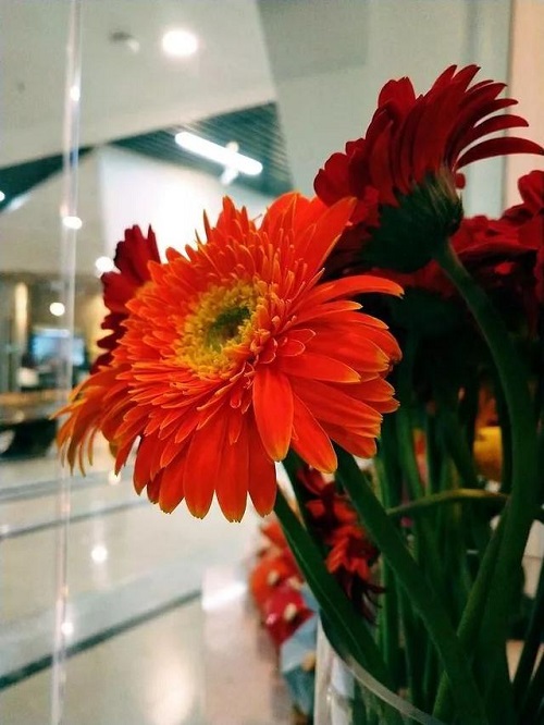 插花入門篇｜小白選手從認識常見花材開始