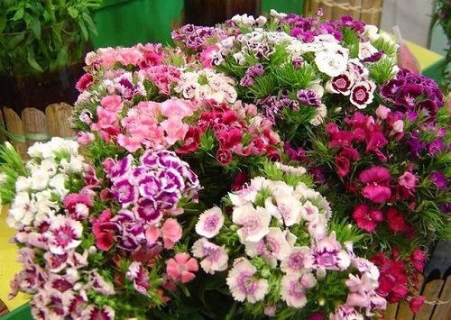 插花入門篇｜小白選手從認識常見花材開始