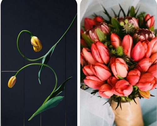 插花入門篇｜小白選手從認識常見花材開始