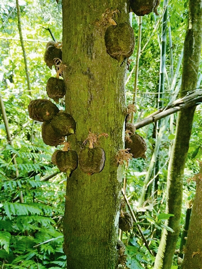 云南：黃連山保護區發現4種新植物