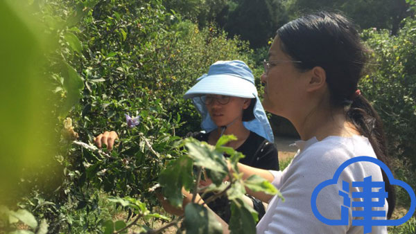 天津一綠地發(fā)現(xiàn)新檢疫性害蟲