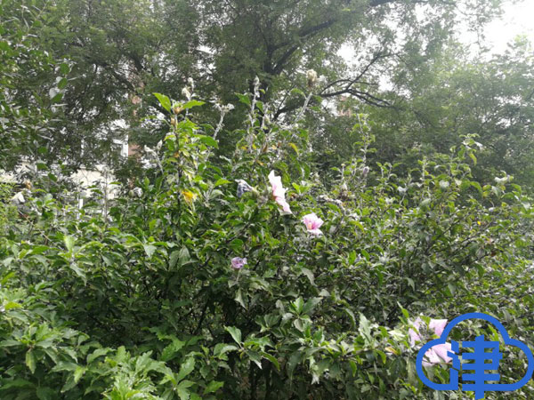 天津一綠地發(fā)現(xiàn)新檢疫性害蟲