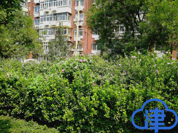 天津一綠地發(fā)現(xiàn)新檢疫性害蟲