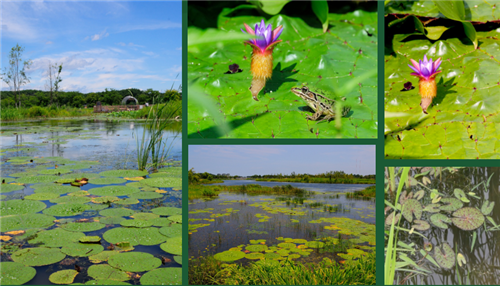 趙泰東：韓國江陵市鏡浦濕地修復計劃和現狀