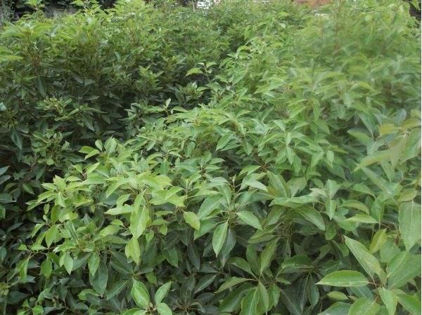 素有“植物黃金”美譽(yù) 紹興這種植物走紅全國(guó)