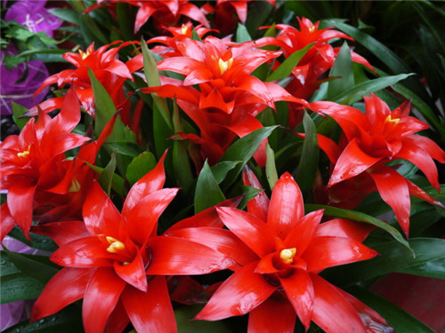 過年了，帶一盆祝福滿滿的年宵花回家