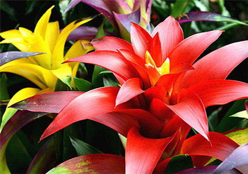 過年了，帶一盆祝福滿滿的年宵花回家