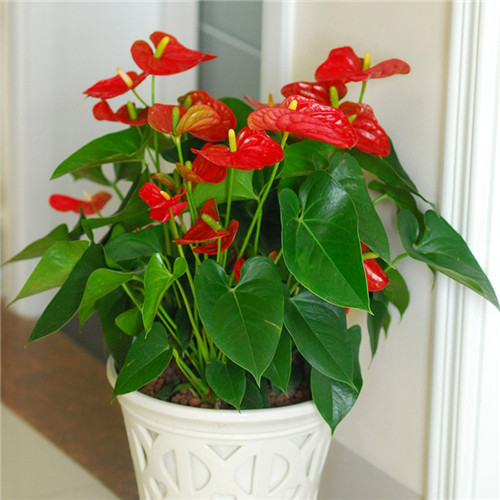 過年了，帶一盆祝福滿滿的年宵花回家