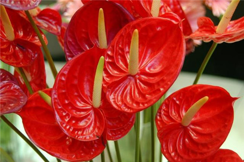 過年了，帶一盆祝福滿滿的年宵花回家