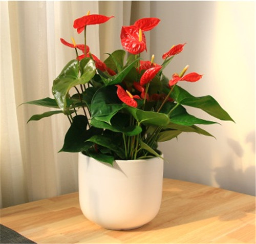 過年了，帶一盆祝福滿滿的年宵花回家