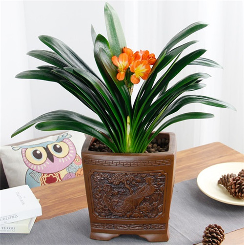 過年了，帶一盆祝福滿滿的年宵花回家