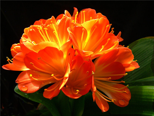 過年了，帶一盆祝福滿滿的年宵花回家