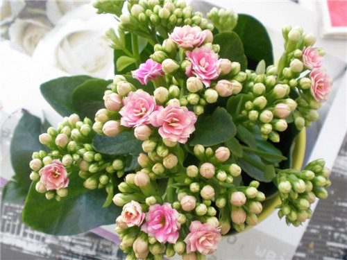 過年了，帶一盆祝福滿滿的年宵花回家