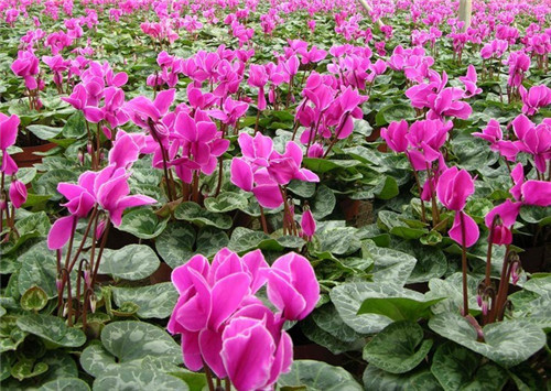 過年了，帶一盆祝福滿滿的年宵花回家