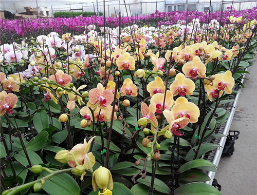 過年了，帶一盆祝福滿滿的年宵花回家