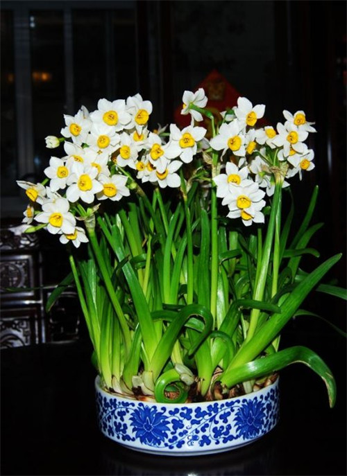 過年了，帶一盆祝福滿滿的年宵花回家