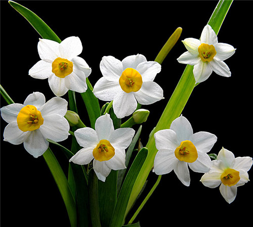 過年了，帶一盆祝福滿滿的年宵花回家