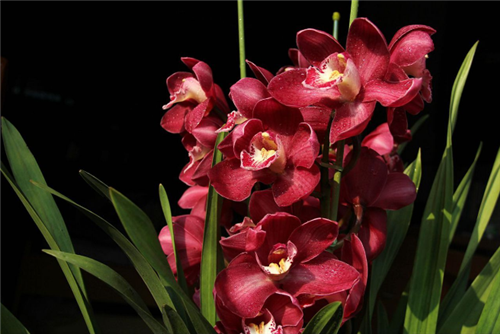 過年了，帶一盆祝福滿滿的年宵花回家