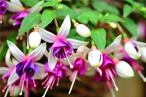 過年了，帶一盆祝福滿滿的年宵花回家